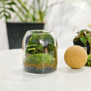 Gửi terrarium sang Singapore 2024